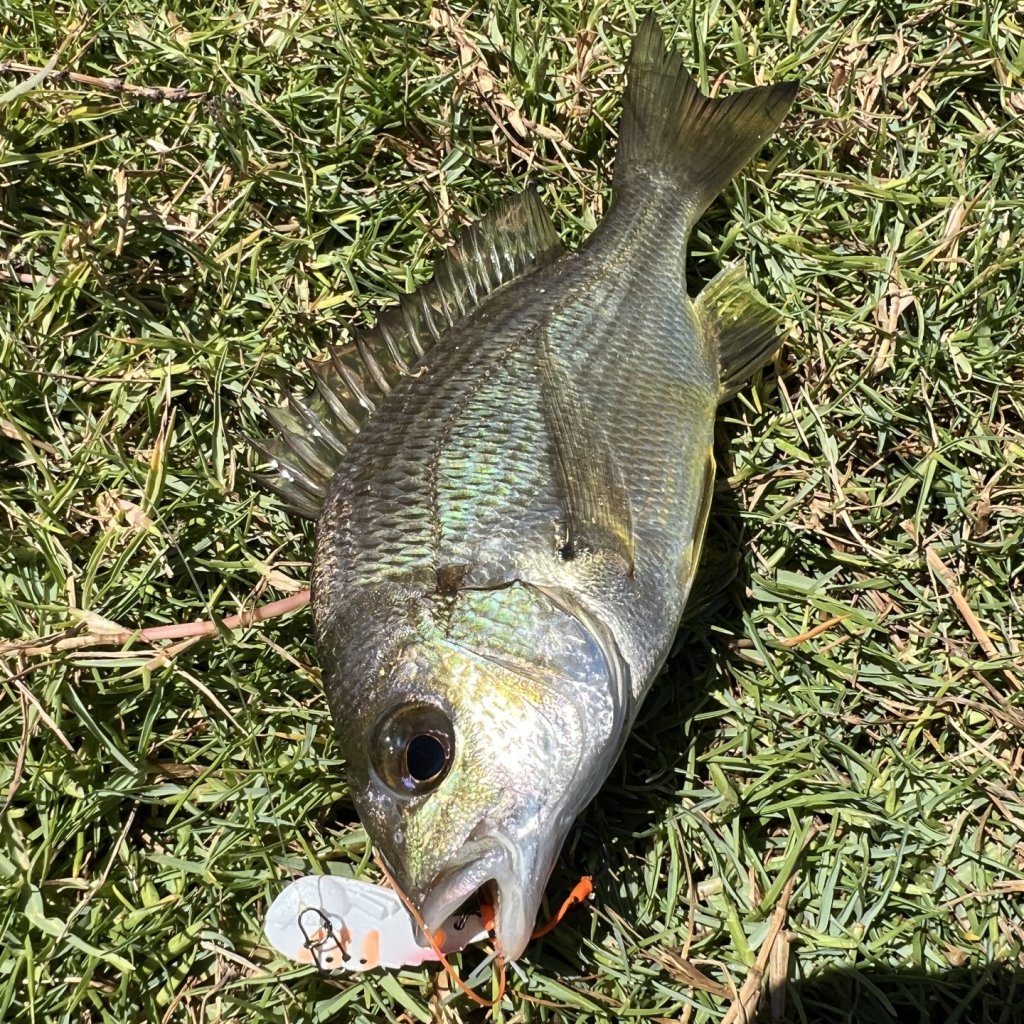 Bicton baths Bream